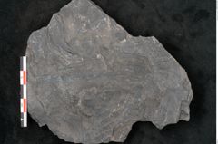 Foto (Detailansicht) von Neuropteris sp.  (NHMW-GEO-2024-0188-10683)